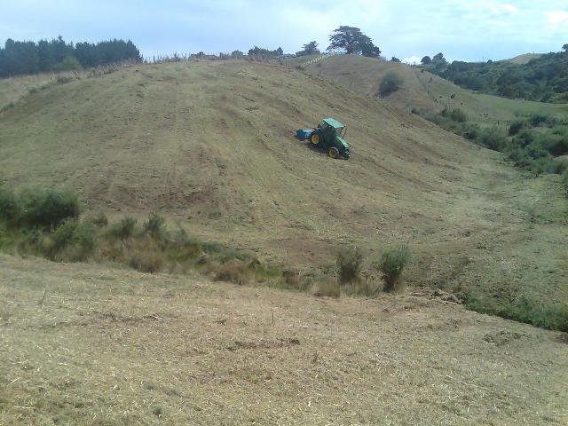 Puke Gorse 2.jpg
